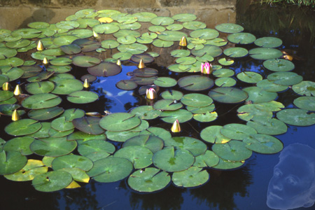 Rodoreda contemplant nenufars