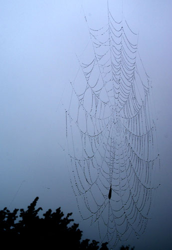 Aran08 068 Taranyina