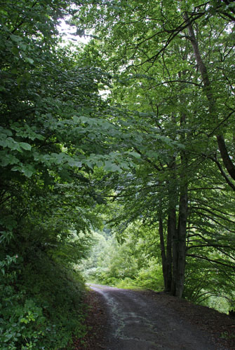 Aran08 070 Bosc de Varradòs