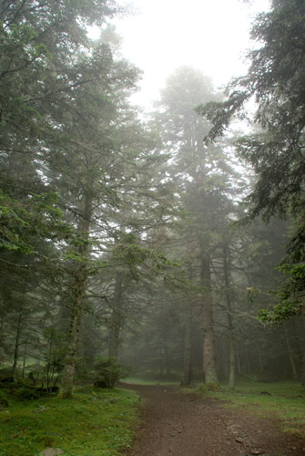 Aran08 098 Bosc d'Arres