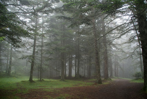 Aran08 100 Bosc d'Arres