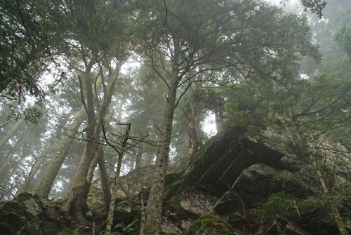 Aran08 101 Bosc d'Arres