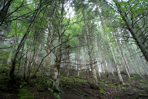 Aran08 102 Bosc d'Arres