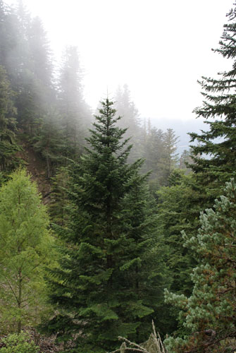 Aran08 103 Boscos de la mina Victòria