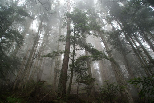 Aran08 109 Boscos d'Arres