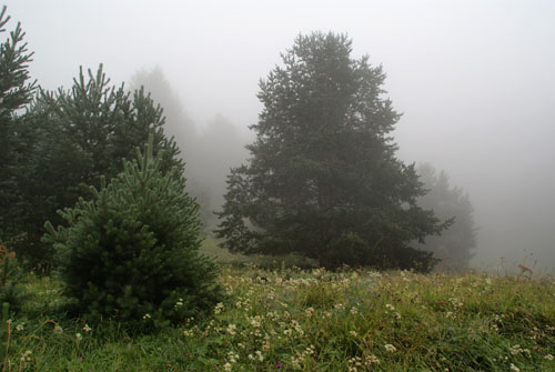 Aran08 110 Prats d'Arres