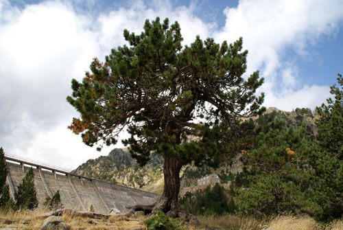 Aran08 171 Presa de Colomers