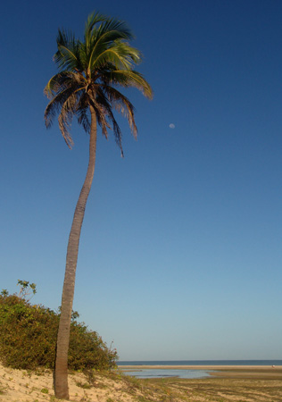 Brasil 13 Jericocoara palmera
