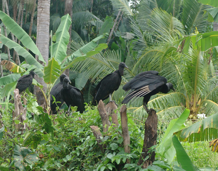 Brasil 39 Barreirnhas a l'aguait