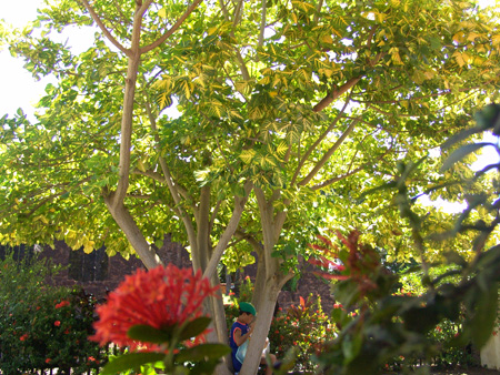 Brasil 82 Alcantara frondositat