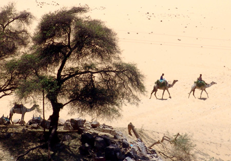 Nil 33 Carabana de camells