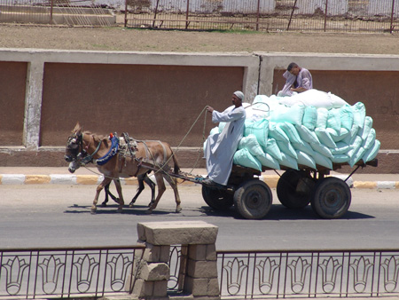 Nil 50 Transport en carro Esna