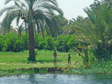 Nil 67 Omnipresencia de palmeres