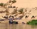 Nil 34 Camells