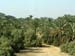 Baix Egipte 09 Bosc de palmeres a Menfis