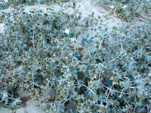 MENORCA 28 Vegetació de platja